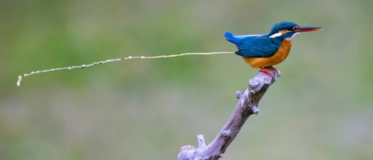 ¿Los pájaros orinan?