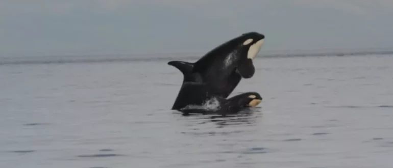 Los machos de orca están agotados y dejan que sus madres cacen, según un sorprendente estudio