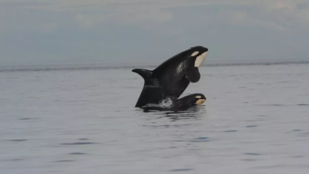 Los machos de orca están agotados y dejan que sus madres cacen, según un sorprendente estudio