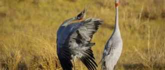 Amor extraño: 13 animales con rituales de cortejo realmente extraños