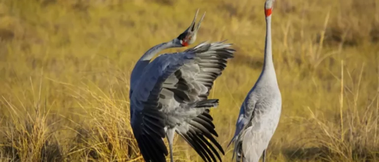 Amor extraño: 13 animales con rituales de cortejo realmente extraños