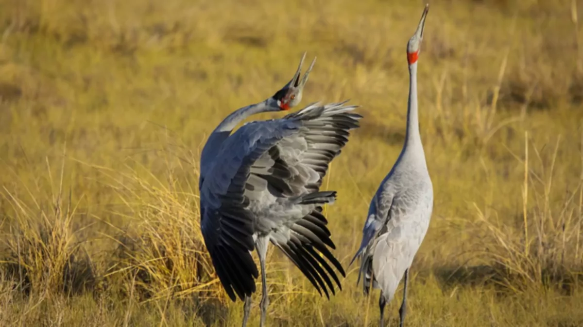 Amor extraño: 13 animales con rituales de cortejo realmente extraños