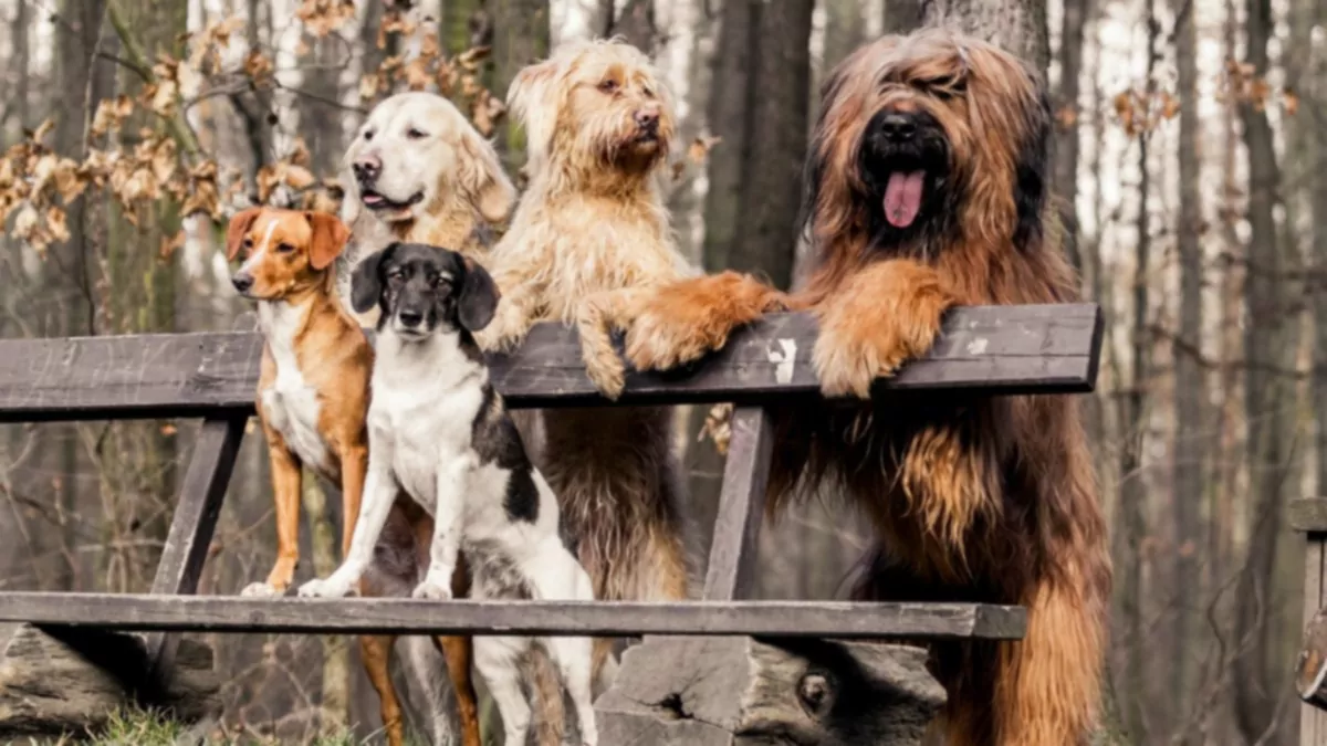 ¿Podrían sobrevivir los perros sin los humanos?