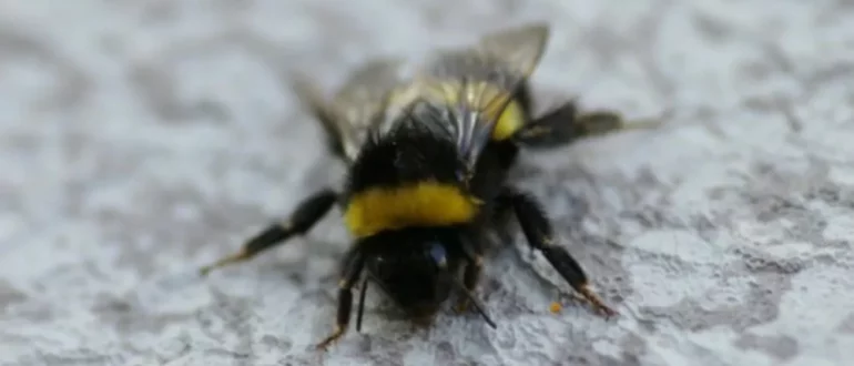 Las abejas reinas silvestres intentan invadir las colmenas comerciales, pero las obreras rivales las matan