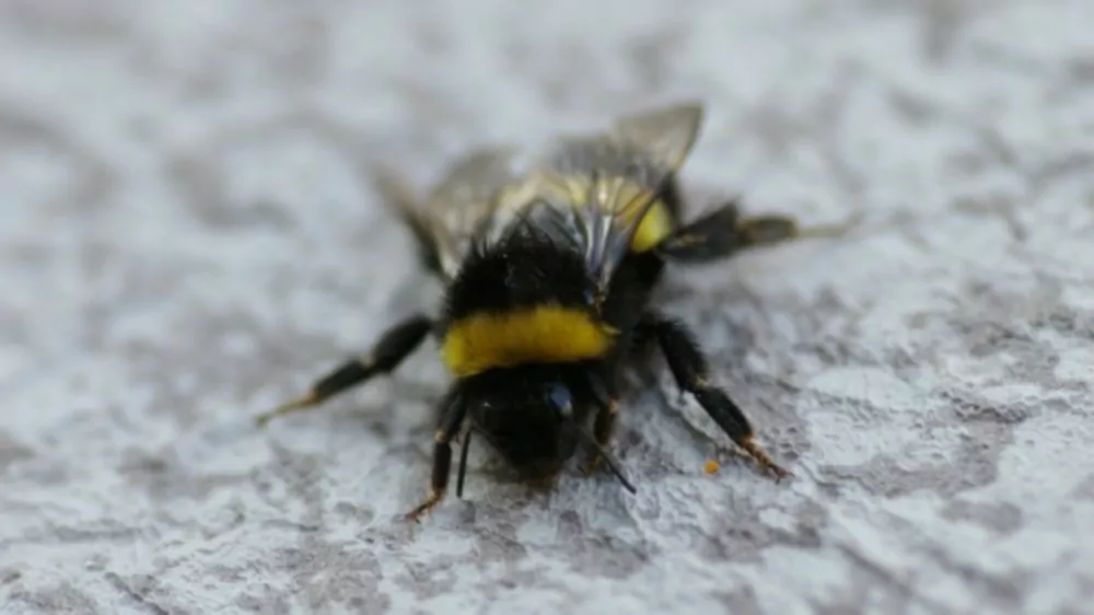 Las abejas reinas silvestres intentan invadir las colmenas comerciales, pero las obreras rivales las matan