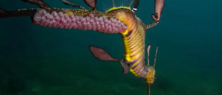 Un dragón marino se pega la cría a la cola para protegerla, según muestra una impresionante imagen