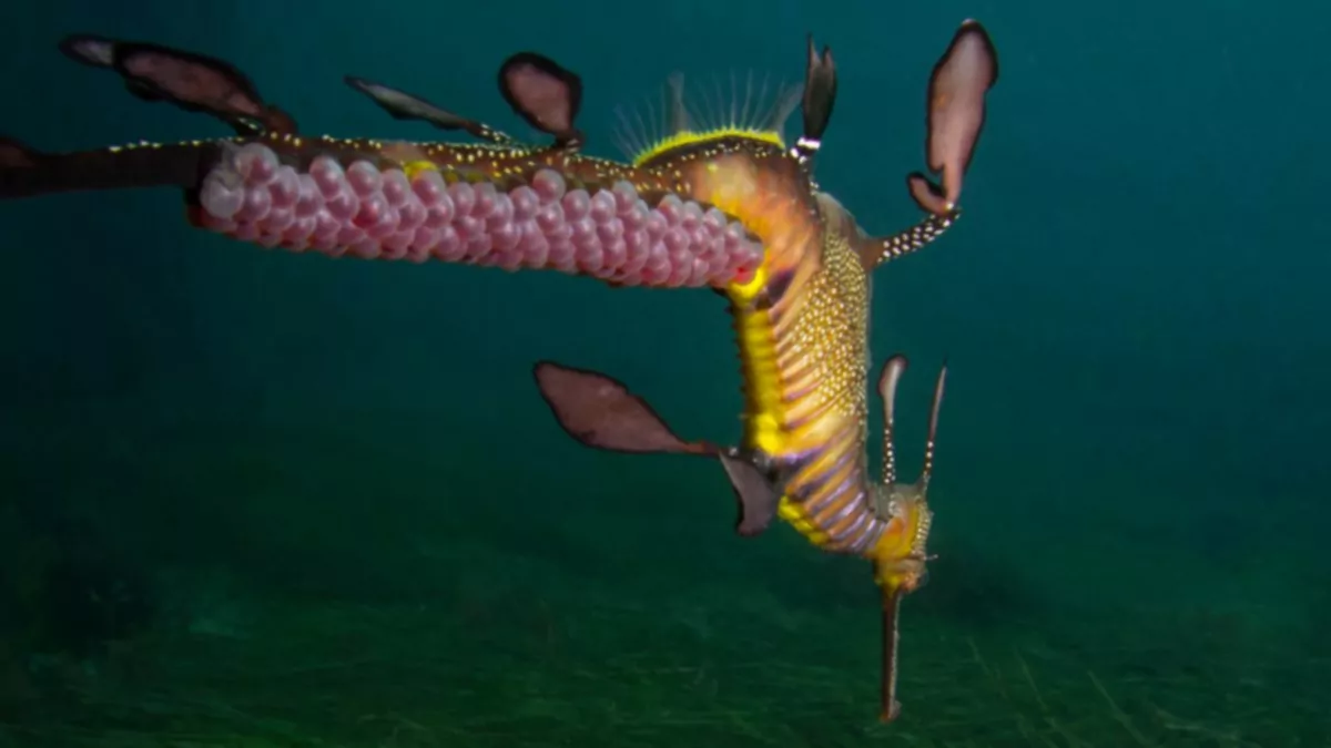 Un dragón marino se pega la cría a la cola para protegerla, según muestra una impresionante imagen